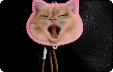 Cat with pink accessory