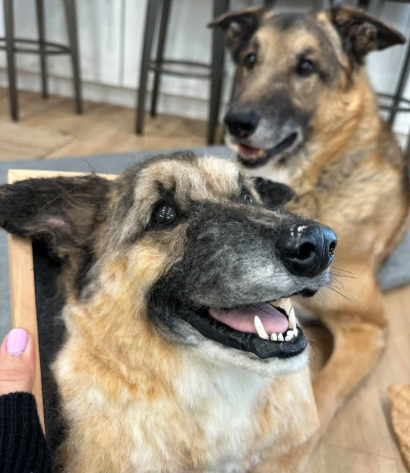German Shepherd in workshop
